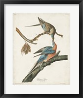 Framed Pl 62 Passenger Pigeon