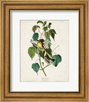 Framed Pl 134 Hemlock Warbler