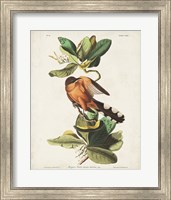 Framed Pl 169 Mangrove Cuckoo
