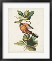 Framed Pl 169 Mangrove Cuckoo