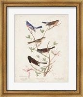 Framed Pl 398 Lazuli Finch