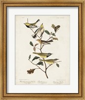 Framed Pl 399 Black-throated Green Warbler