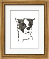 Framed Dog V