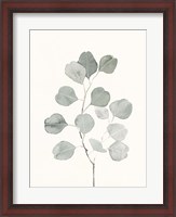 Framed Delicate Sage Botanical I