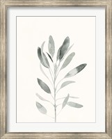 Framed Delicate Sage Botanical II