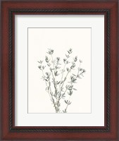 Framed Delicate Sage Botanical III