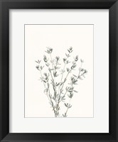 Framed Delicate Sage Botanical III