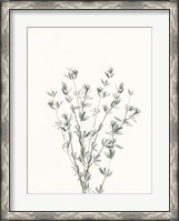 Framed Delicate Sage Botanical III