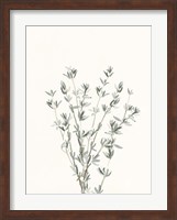 Framed Delicate Sage Botanical III