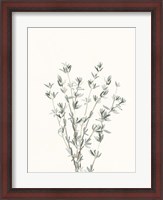 Framed Delicate Sage Botanical III