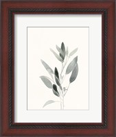 Framed Delicate Sage Botanical IV