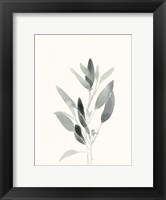 Framed Delicate Sage Botanical IV