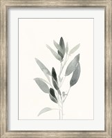 Framed Delicate Sage Botanical IV