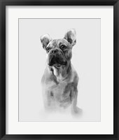Pug Portrait I Framed Print