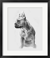 Pug Portrait II Framed Print