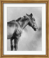 Framed Charcoal Equine Portrait I