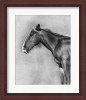 Framed Charcoal Equine Portrait II