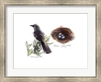 Framed Bird & Nest Study I