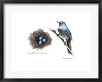 Framed Bird & Nest Study II
