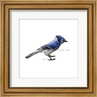 Framed Songbird Study III