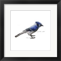 Framed Songbird Study III