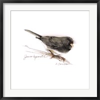 Framed Songbird Study V