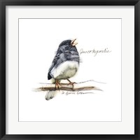 Framed Songbird Study VI