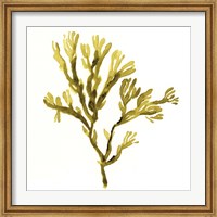 Framed Suspended Seaweed I