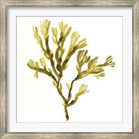 Framed Suspended Seaweed I