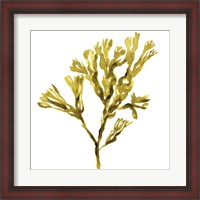 Framed Suspended Seaweed II