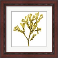 Framed Suspended Seaweed II