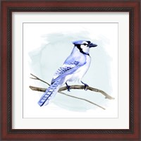 Framed 'Coastal Blue Jay I' border=