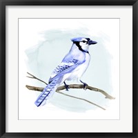 Framed Coastal Blue Jay I