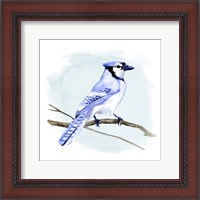 Framed Coastal Blue Jay I