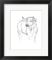 Framed Bull Study I