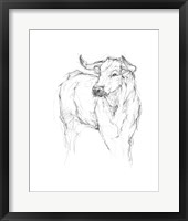 Bull Study I Framed Print