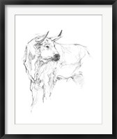 Framed Bull Study II