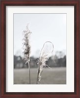 Framed Ethereal Pampas II