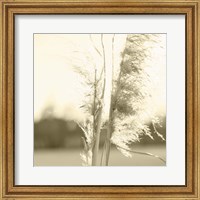 Framed Ethereal Pampas V