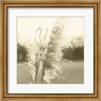 Framed Ethereal Pampas VI