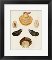 Framed Knorr Shells I