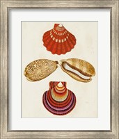 Framed Knorr Shells II