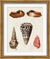 Framed Knorr Shells III