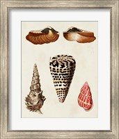 Framed Knorr Shells III