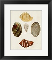 Framed Knorr Shells IV