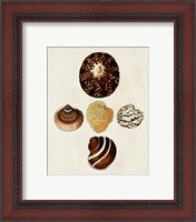 Framed 'Knorr Shells V' border=