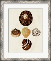 Framed Knorr Shells V