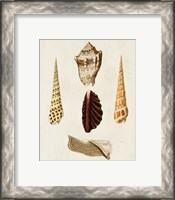 Framed 'Knorr Shells VI' border=