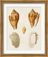 Framed Knorr Shells VII