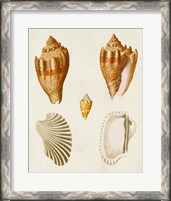 Framed Knorr Shells VII